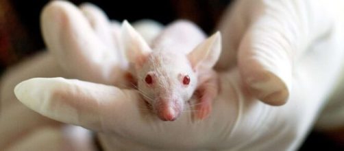 En España las medidas restrictivas de experimentación con animales complican el desarrollo de una vacuna contra el COVID-19.