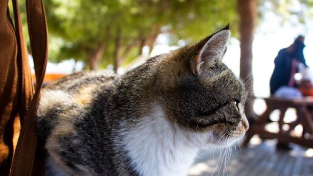 Chat : avant de partir en vacances il faut prendre des précautions - Photo Pixabay