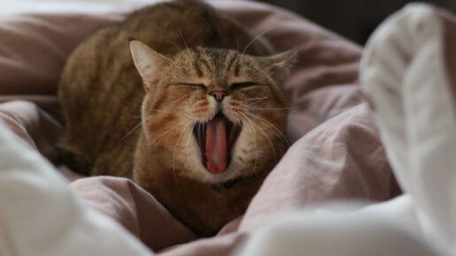 chat : s'il pétrit avec ses pattes ce n'est pas pour se faire un lit douillet - photo Pixabay