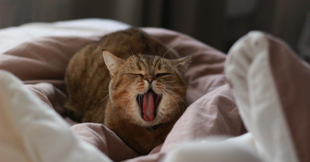 Chat : S'il pétrit avec ses pattes, ce n'est pas uniquement pour se ...