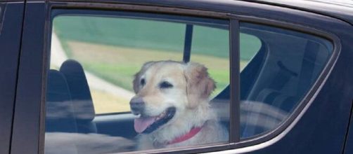 Lasciano il cane in auto sotto al sole: trovato senza vita, denunciati i proprietari.