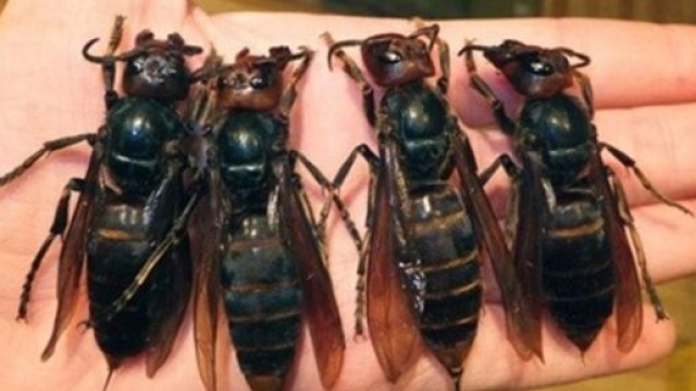 Des frelons asiatiques géants, mortels pour l’Homme, sèment la panique - Photo capture d'écran Facebook