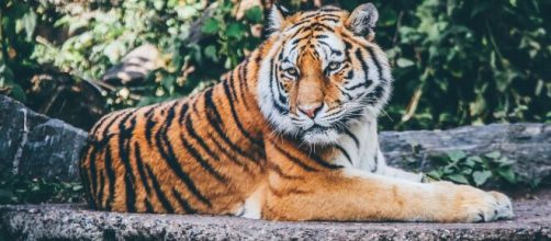 ▷ Día Internacional del Tigre 2020