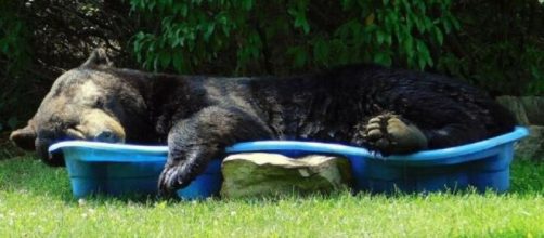 Urso tira uma soneca em piscina infantil. (Arquivo pessoal/Regina Keller)