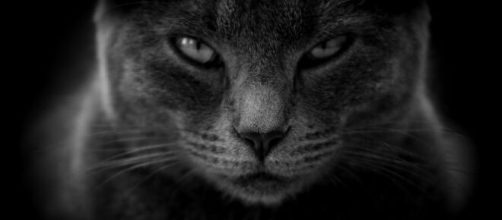 chat toutes ces choses qu'il déteste chez vous - Photo Pixabay