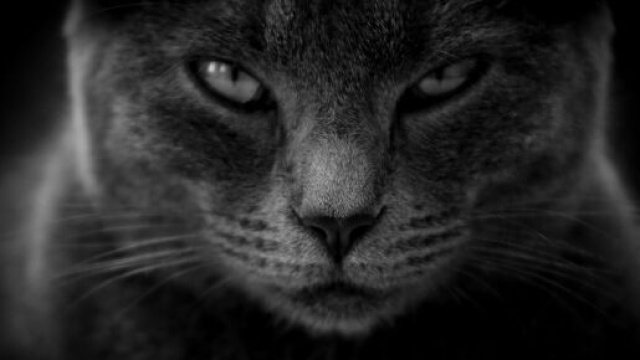 chat toutes ces choses qu'il déteste chez vous - Photo Pixabay