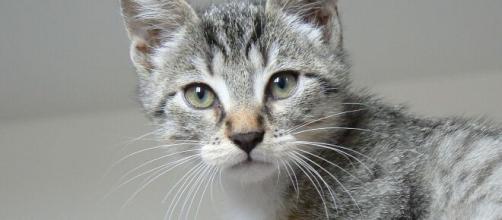 Chat S Il Vous Donne Un Coup De Tete Ce N Est Pas Uniquement Pour Vous Montrer Qui Est Le Chef