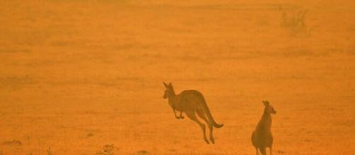 The impact of Australia bushfires on wildlife. [Image source/CBS This Morning YouTubee video]