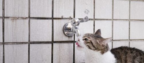 Pourquoi mon chat ne boit pas durant les fortes chaleurs ? Photo Pixabay