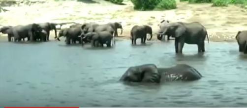 In Botswana, people pay to kill elephants. [Image source/Reuters YouTube video]