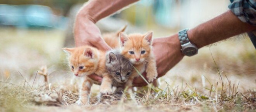 Les Français demandent plus de reconnaissance du bien-être animal avec ce projet de Référendum, image d'illustration - Pixabay