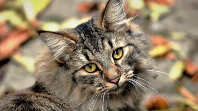 chat : S'il miaule après avoir fait ses besoins ce n'est pas seulement pour faire passer un message - Photo Pixabay