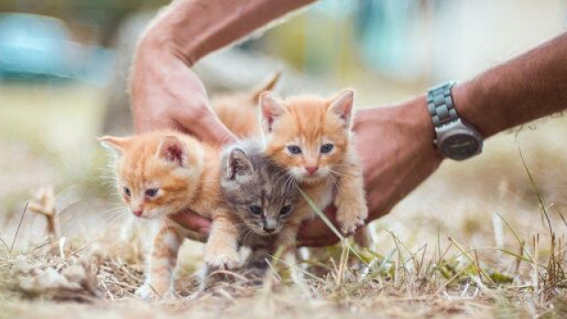 Les Français demandent plus de reconnaissance du bien-être animal avec ce projet de Référendum, image d'illustration - Pixabay