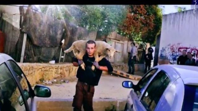 Plus de 1000 moutons auraient été sauvés d'abattage selon Brigitte Bardot, capture - FBB