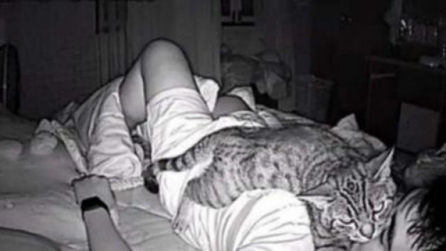 Que fait votre chat la nuit ? - Photo capture d'&eacute;cran Twitter et Facebook