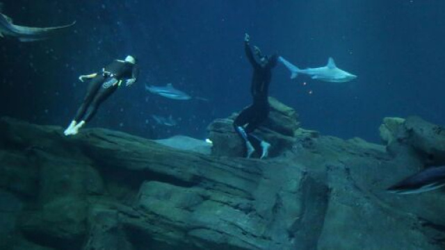 Un sub 36enne ha perso la vita in acque australiane in seguito all'attacco di uno squalo.