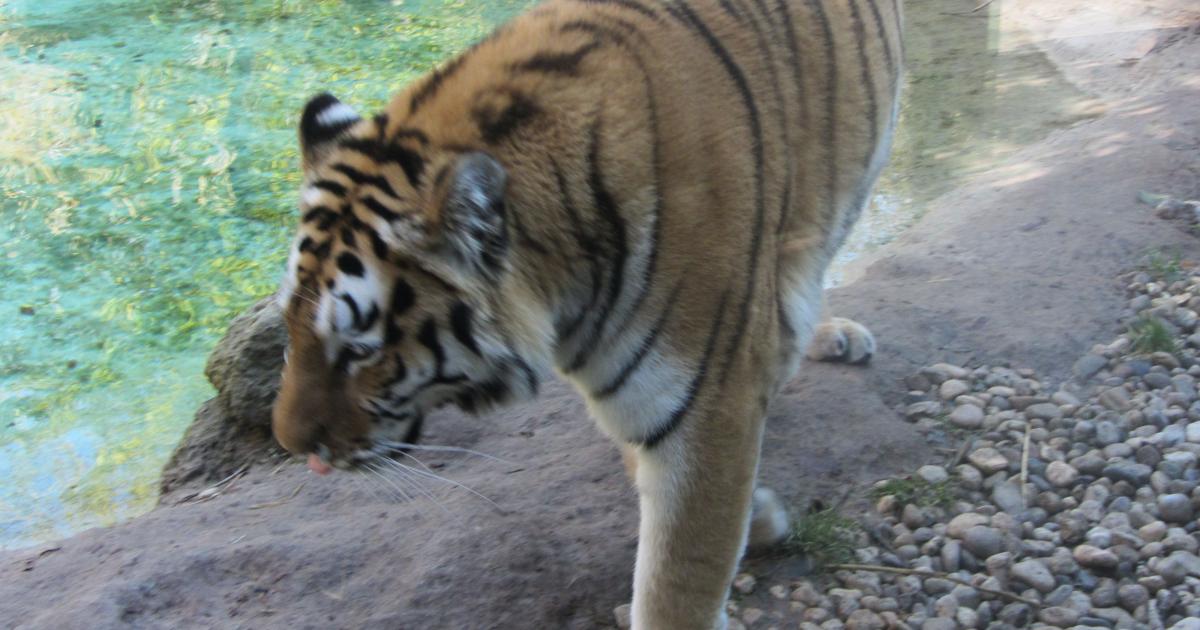 Zurigo, tigre attacca e uccide una guardiana dello zoo di ...