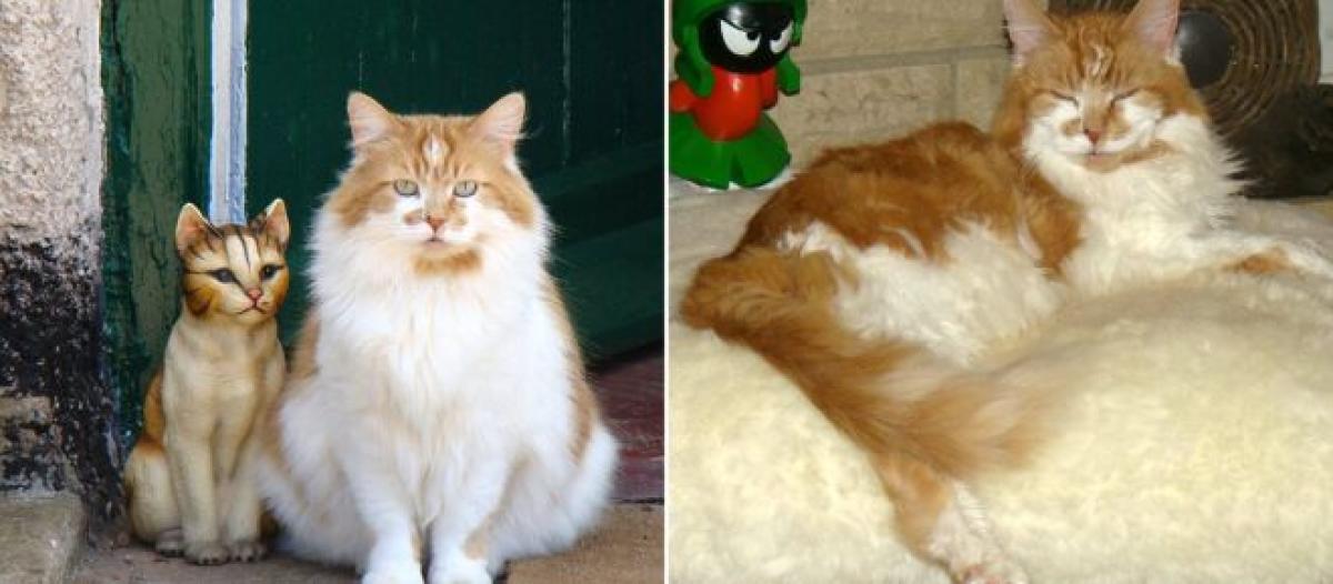 Rubble Le Chat Le Plus Vieux Du Monde Est Mort A L Age De 31 Ans 150 Annees Humaines