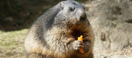 Marmota é portadora da bactéria que causa peste bubônica. (Arquivo Blasting News)