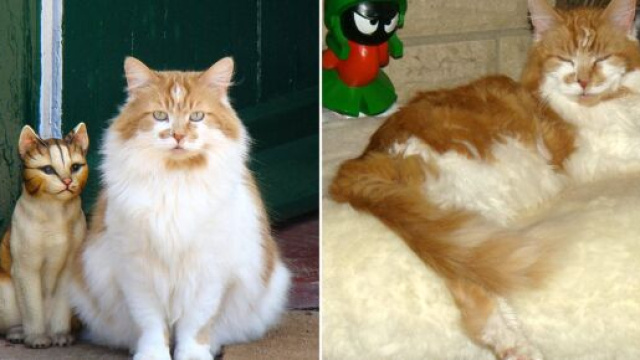 Ruuble le chat le plus vieux du monde est mort à l'âge de 31 ans (source : capture Twitter)