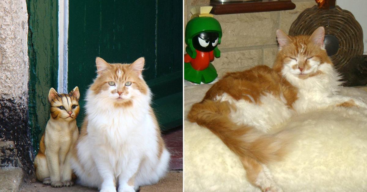 Rubble Le Chat Le Plus Vieux Du Monde Est Mort A L Age De 31 Ans 150 Annees Humaines