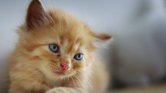 votre anxiété serait liée à votre attachement pour votre chat -photo pixabay