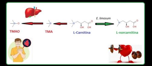 Il batterio anaerobico acetogenico Eubacterium limosum, contenente l’enzima MtcB, riduce la produzione di metaboliti ad attività proaterogena.