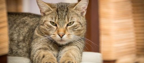 Pourquoi votre chat vomit ? - Nos conseils et astuces - Photo Pixabay