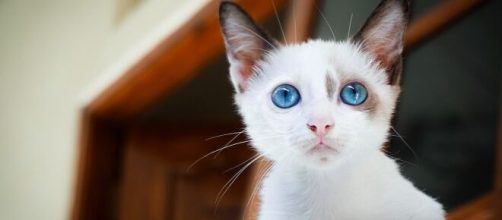 Votre chat peut-il être jaloux - Photo pixabay