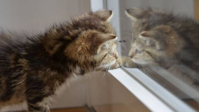 Chat s'il gratte la porte ou le miroir ce n'est pas seulement pour faire ses griffes - Photo Pixabay