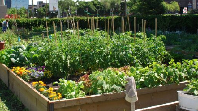 Pour éviter aux jardiniers de se casser le dos, "Réussir son potager du paresseux" (éditions Tana) recommande des potagers surélevés et paillages