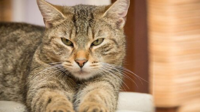 Pourquoi votre chat vomit ? - Nos conseils et astuces - Photo Pixabay