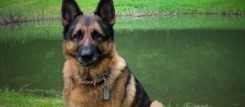 Buddy è morto, il pastore tedesco era risultato positivo al coronavirus lo scorso maggio.