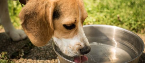 Attention à ne pas infecter votre chien avec trop d'eau. Credit: Pixabay