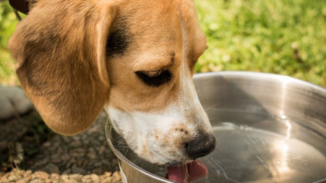 Attention à ne pas infecter votre chien avec trop d'eau. Credit: Pixabay