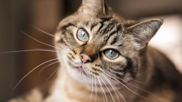La chatte n'a plus revu ses propriétaires depuis 12 ans, image d'illustration - source : Pixabay)