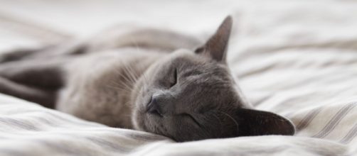 Dormir avec son chat a plusieurs avantages. Credit: fotomelia