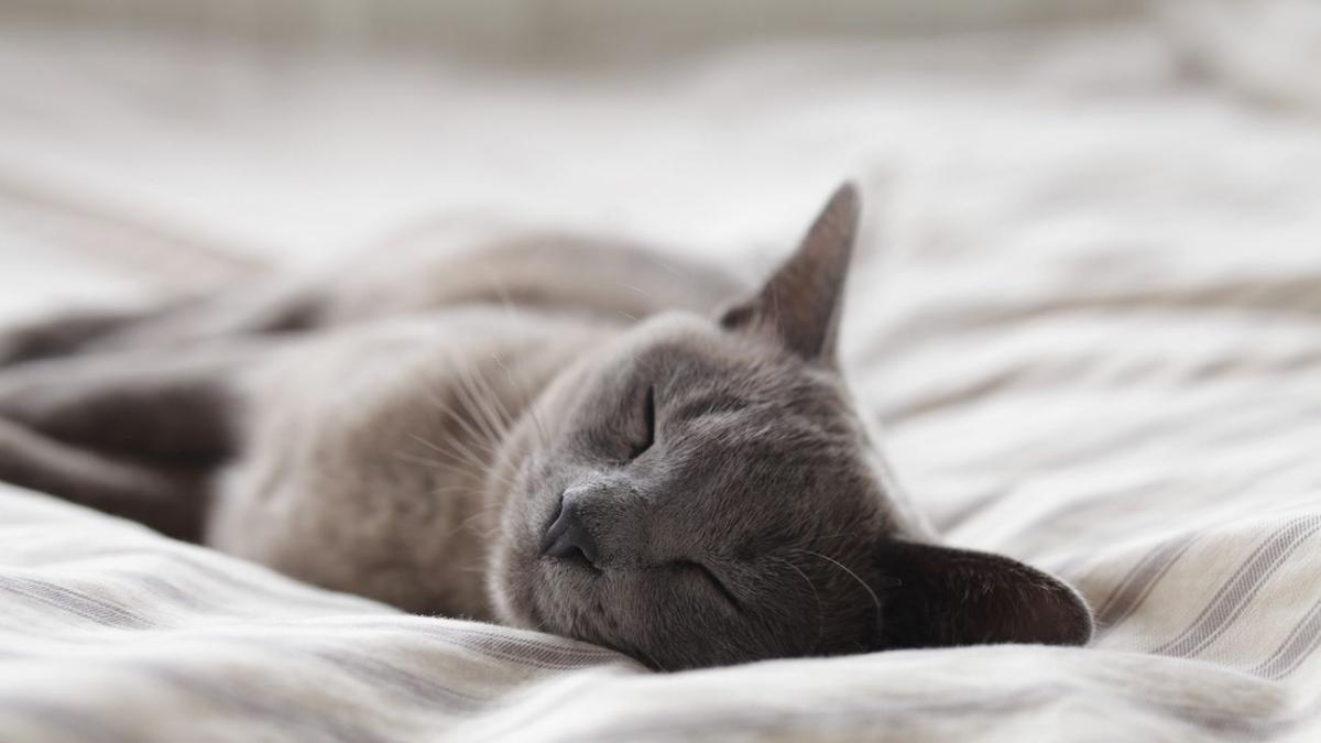 Chat Dormir Avec Lui Ne Vous Apporte Pas Seulement Des Calins