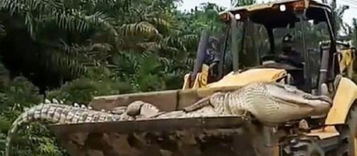 Crocodilo de 500 kg é morto na Indonésia. (Reprodução Twitter/ViralPress/Via The Sun)