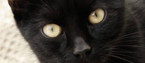Chat : 5 raisons d'adopter un chat noir. Credit: FreeImage.com