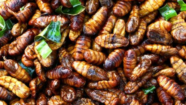 Malgré lle boeuf bourguignon, les criquets et les algues vont-ils prendre le relais ?