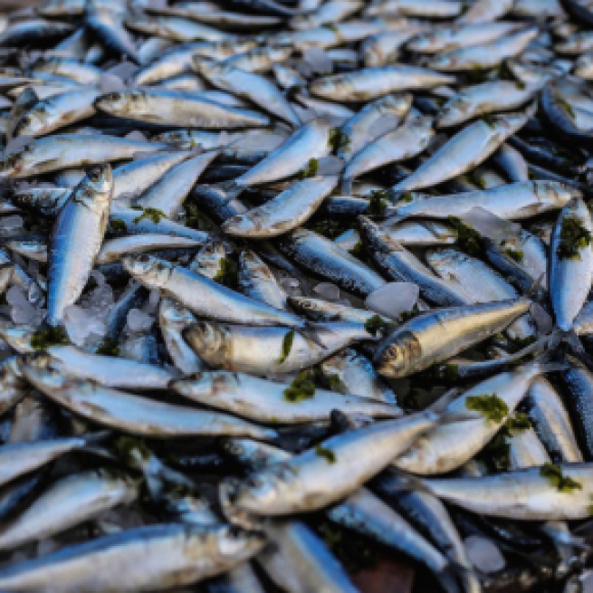 Trois tonnes de poissons morts retrouvés dans l'Aisne. Creidt: Oziel Gómez/ Pexels