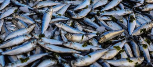 Trois tonnes de poissons morts retrouvés dans l'Aisne. Creidt: Oziel Gómez/ Pexels