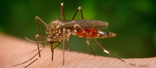 El mosquito 'Aedes Japónicus" o mosquito tigre, transmisor de la grave meningoencefalitis.