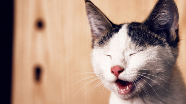 Chat : 4 conseils pour arrêter ses miaulements. Credit: Pexels