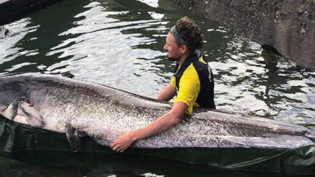 Le p&ecirc;cheur a mis plus de 20 minutes &agrave; sortir cet &eacute;norme silure, source : capture - Facebook
