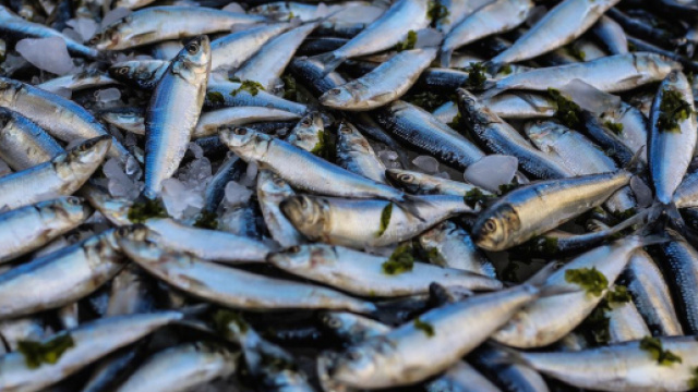 Trois tonnes de poissons morts retrouvés dans l'Aisne. Creidt: Oziel Gómez/ Pexels