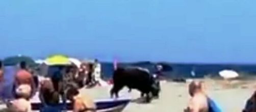 Un grosso toro ha invaso la spiaggia di Capo Trionto alla vigilia di Ferragosto.