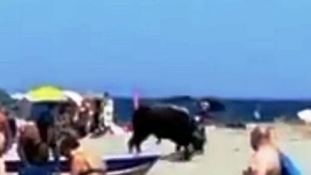 Un grosso toro ha invaso la spiaggia di Capo Trionto alla vigilia di Ferragosto.