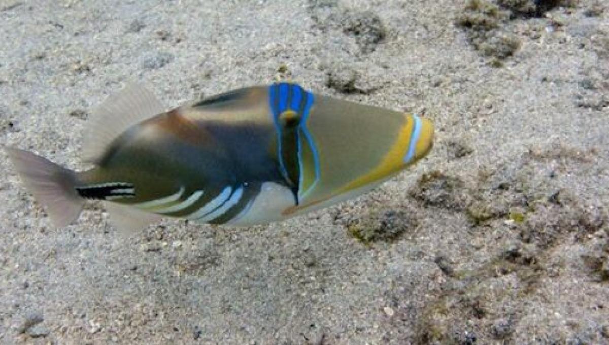 Un mystérieux poisson sévit en Méditerranée : des morsures 'vives, furtives jusqu'au sang'